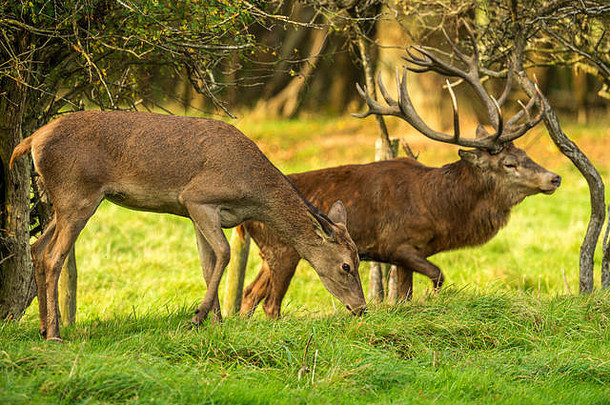 秋季马鹿发情。图像序列描绘了每年秋季发情期间，公鹿和雌鹿与幼鹿休息和搏斗的场景。