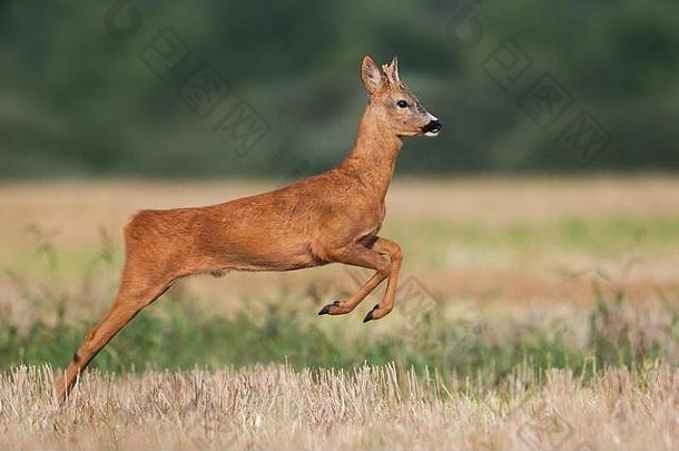 夏天，狍、小鹿、小鹿在收割地上奔跑跳跃。自然界中行动迅速的野生动物。
