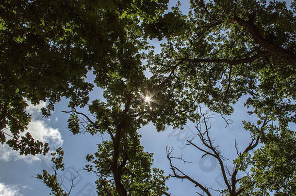 博伊辛森林塞尔维亚树顶太阳