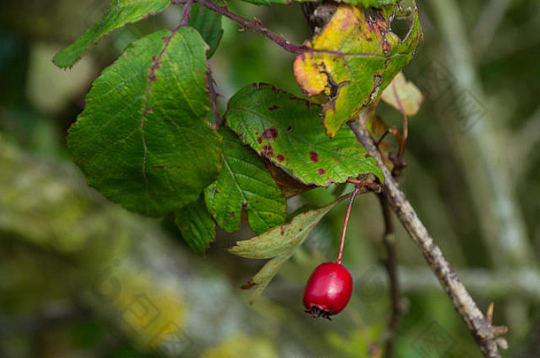 大型野生草甸狗玫瑰浆果种子山楂hep，秋冬时节，绿叶和绿篱生长在英国本土岛屿后方