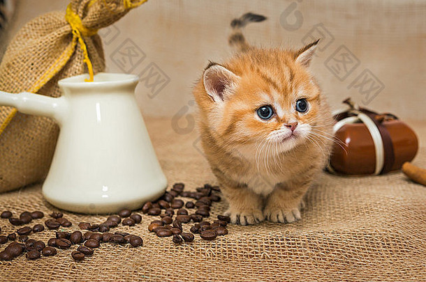 小猫和咖啡