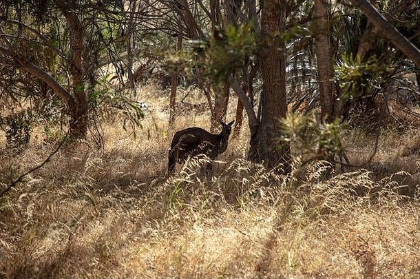kangaro吃草原始澳大利亚原始林区湖joondalup北部郊区评审