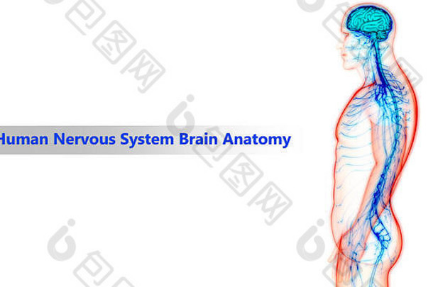 中央器官人类紧张系统大脑解剖学