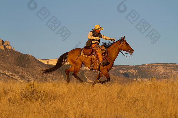 美国、怀俄明州、壳牌、藏身牧场、牛仔在一天结束时在金色的灯光下骑着奔驰的马（先生、公关）