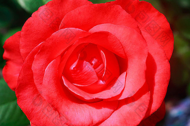 火红的粉红花茶杂交玫瑰，在花园里盛开。在绿叶背景上拍摄的特写镜头。