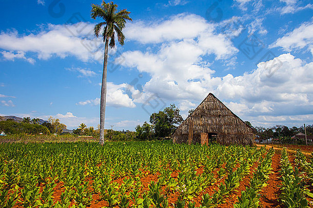 古巴Vinales的干燥棚和烟草种植