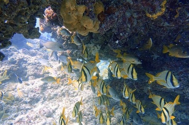 一张水下照片，是一种产于西大西洋、加勒比海和墨西哥湾的海豚