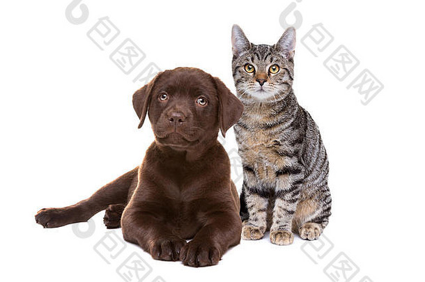 白色背景前的巧克力拉布拉多小狗和一只欧洲短毛猫