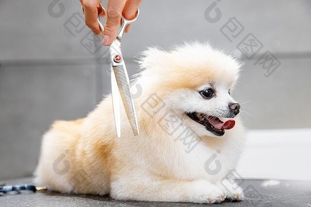 概念美发师为动物，美容师已修剪快乐狗波美拉尼亚斯皮茨
