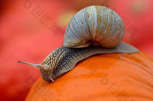 秋天，一只带蜗牛壳的大蜗牛在背景中其他南瓜前面的橙色南瓜上缓慢爬行