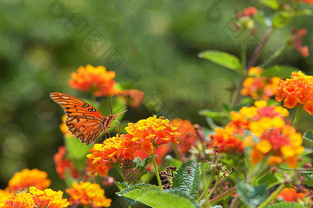 墨西哥湾贝母或百香蝴蝶，一种中型到大型的标本，从橙色和黄色的马缨丹花中吸取花蜜