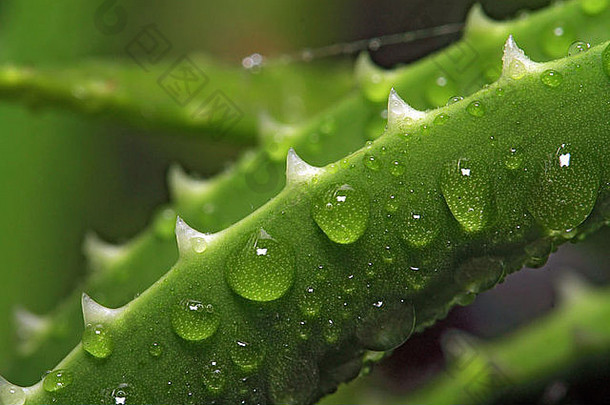 滴水表芦荟