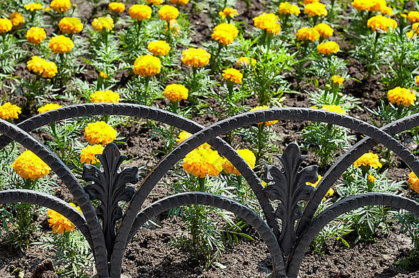 装饰篱笆和黄色花坛