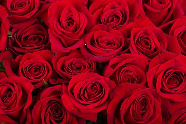 红色的玫瑰背景情人节卡前视图复制空间