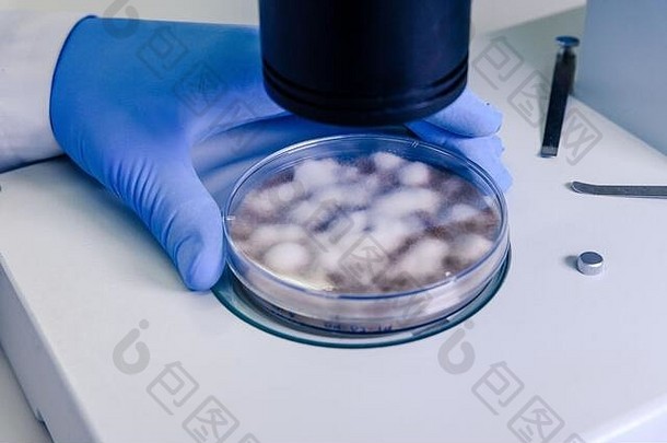 科学光立体显微镜检查培养皿中的培养物，用于药物生物科学研究。科学、实验室的概念