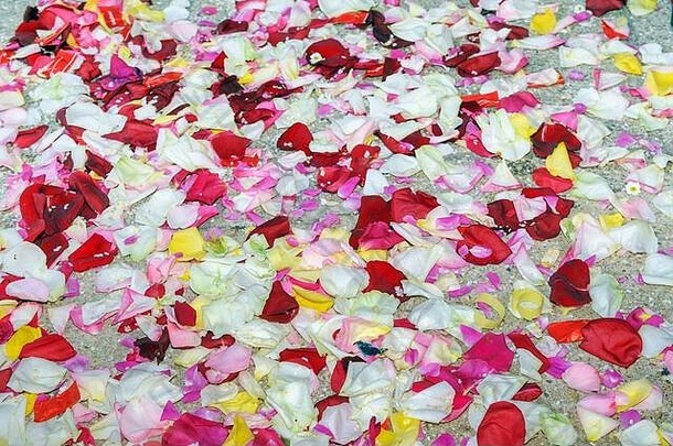 彩色的玫瑰花瓣大米分散地面焦点前景