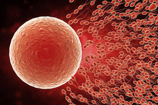 3d绘制精子与卵子受精