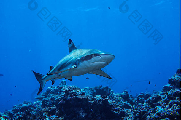 黑鳍礁鲨。密克罗尼西亚亚普岛眩晕处的鲨鱼潜水