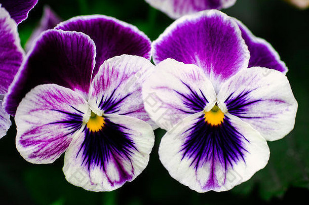 花园里有两只紫罗兰。特写。