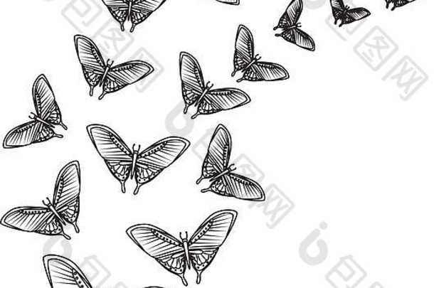 集团美丽的蝴蝶飞行