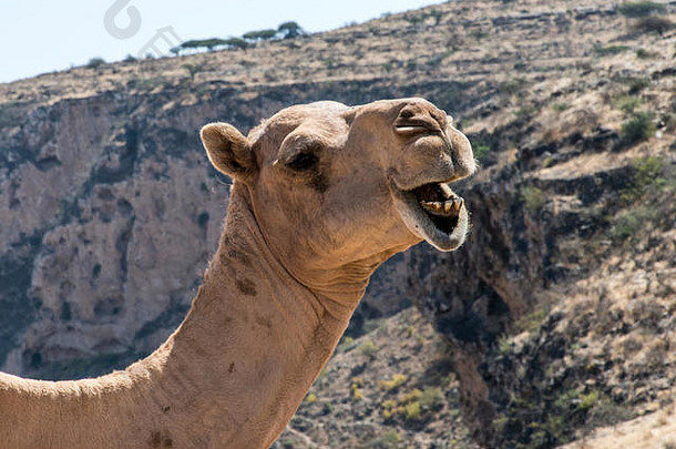 阿曼萨拉拉<strong>风景区</strong>，野生骆驼在镜头内看起来很滑稽