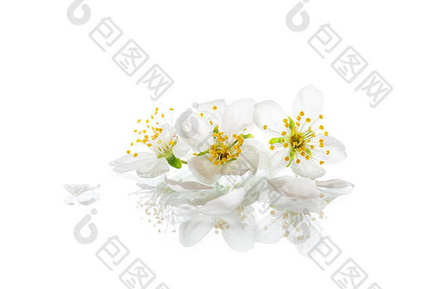 盛开美丽的白花