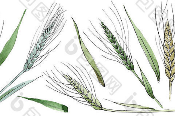 绿色的小麦穗和草叶。水彩背景插图集。独立的spica插图元素。