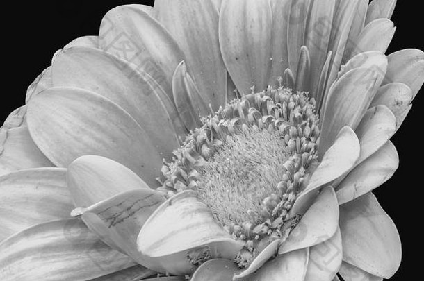 花细艺术生活详细的单色高关键宏单孤立的宽打开非洲菊开花详细的纹理黑色的背景