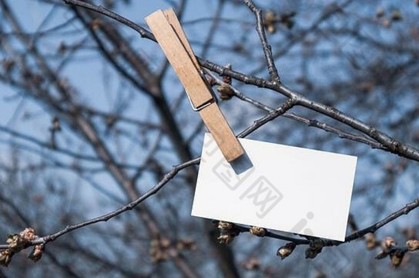 在阳光明媚的春天的树上和蓝天的背景上，空白的白色便笺纸夹着木制的兰德里别针。备忘录写拷贝空间挂卡