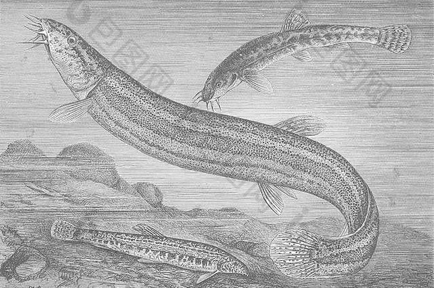 鱼巨泥鳅，普通和多刺1896年古董复古打印图片