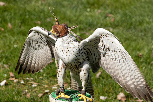 Lanner Falcon穿着连帽衫。兰纳猎鹰（Falco biarmicus）是一种中型猛禽，在非洲、东南欧和澳大利亚繁殖