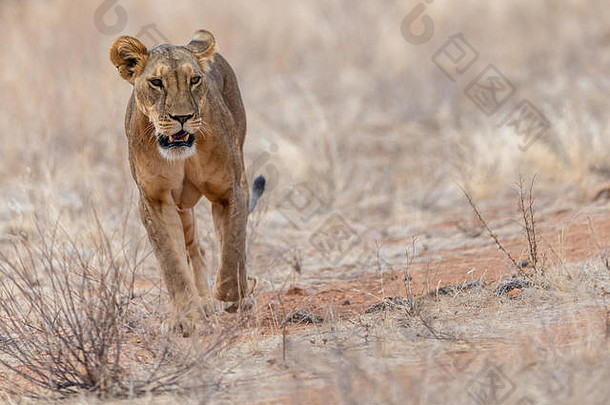 母狮豹属利奥需要早期早....漫步肯尼亚非洲