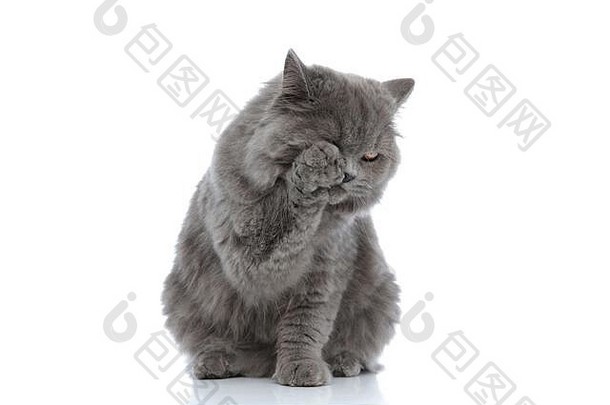 甜蜜的英国知识分子的猫灰色的皮毛坐着清洁赫斯莱夫白色工作室背景