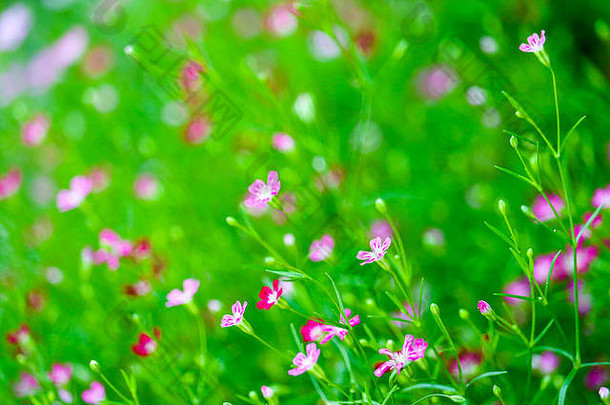 花园里五颜六色美丽的粉红色团花