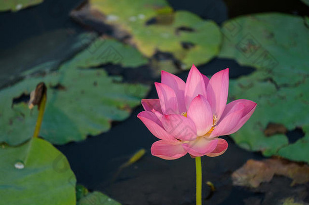 清晨的花坛