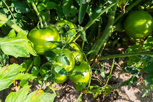 西红柿植物绿色成熟水果蔬菜花园床上群西红柿弯曲地面夏天一天农田