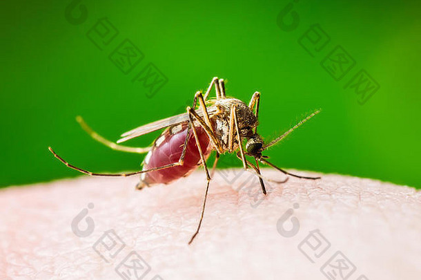 黄热病、疟疾或寨卡病毒感染的<strong>蚊</strong>虫，绿色背景