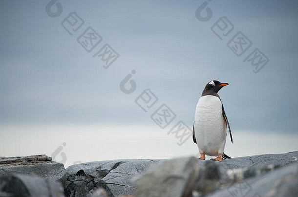 一只孤立在南极洲岩石海岸上的Gentoo企鹅