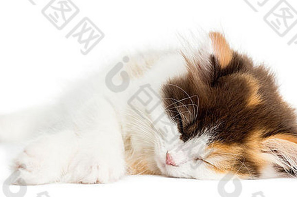 高地直小猫说谎睡觉白色背景