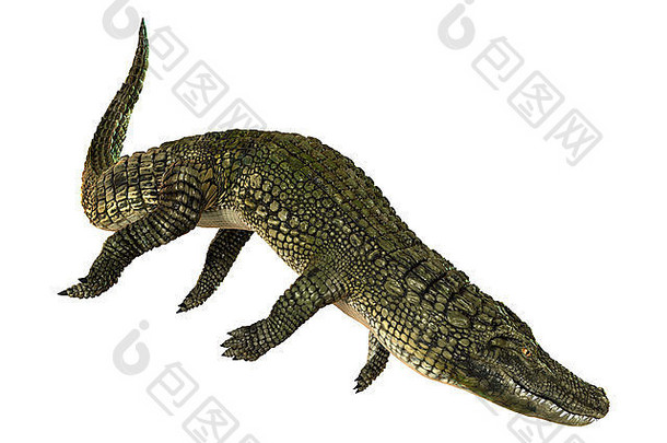 隔离在白色背景上的美洲短吻鳄或密西西比短吻鳄的3D数字渲染