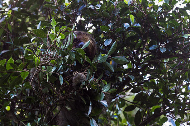 哥斯达黎加芬卡维德的一棵树上，一只棕色喉咙的树懒正对着镜头吃东西。