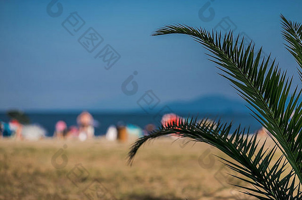 棕榈树的叶子，海滩、大海和蓝天的景色都模糊了。希腊奥林匹亚达海滩。暑期度假旅游理念，免费水疗