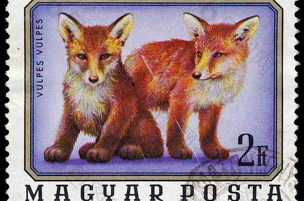 匈牙利约邮票印刷匈牙利显示年轻的狐狸狐狐系列年轻的动物约
