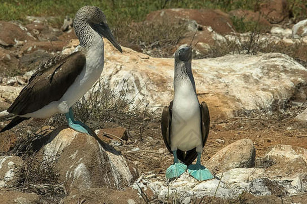 厄瓜多尔加拉拉戈斯群岛的一对<strong>蓝</strong>脚鲣鸟情侣