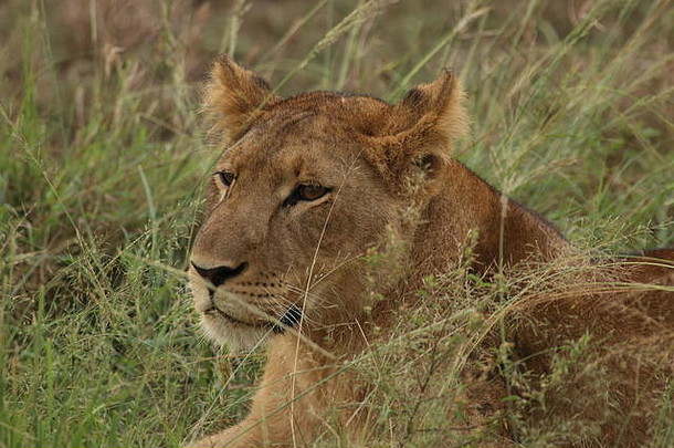 Löwen im Queen Elizabeth National Park乌干达阿菲卡·贝姆·斯皮伦和贾根