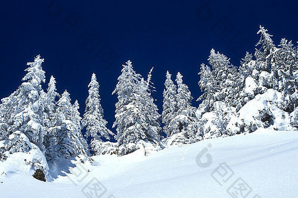 法国的一场<strong>大雪</strong>过后，树木被<strong>压</strong>垮了