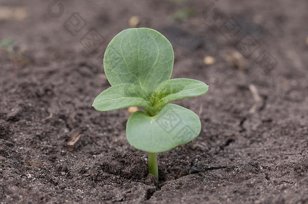 大豆幼苗阶段子叶unifoliate叶子完全扩大