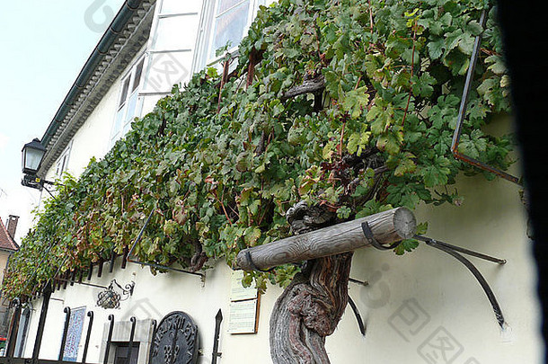 斯洛文尼亚马里博尔有100年历史的葡萄藤