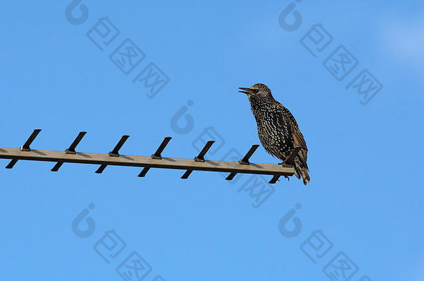 英国多塞特，栖息在电视天线上的普通椋鸟