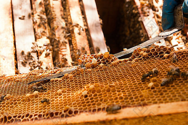 养蜂人检查蜂箱以确保蜂群的健康或采集蜂蜜。